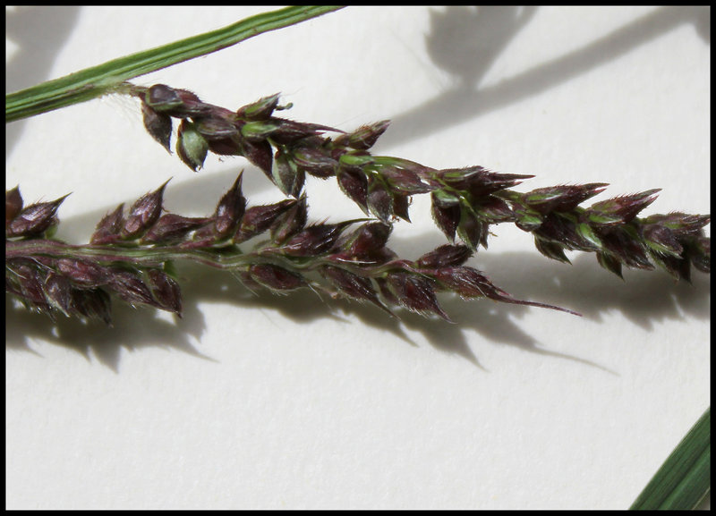Echinochloa crus-galli- Panic crête de coq