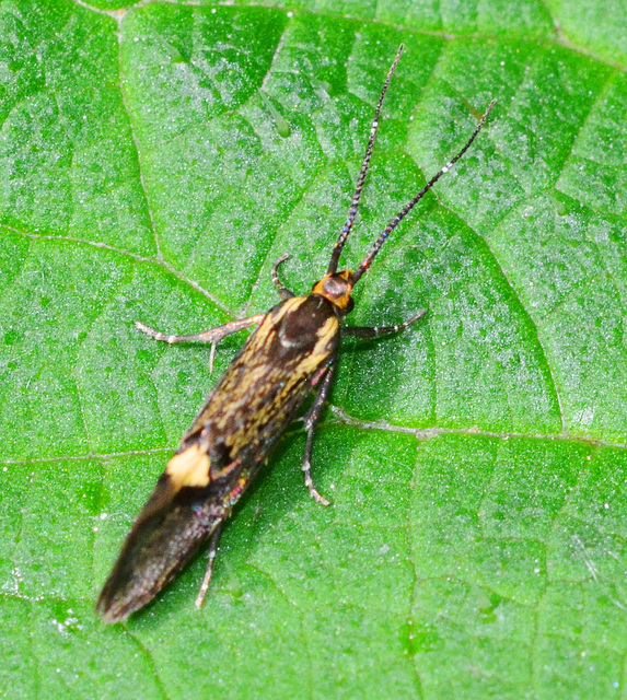 Micro Moth.Esperia Sulphurella