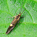 Micro Moth.Esperia Sulphurella