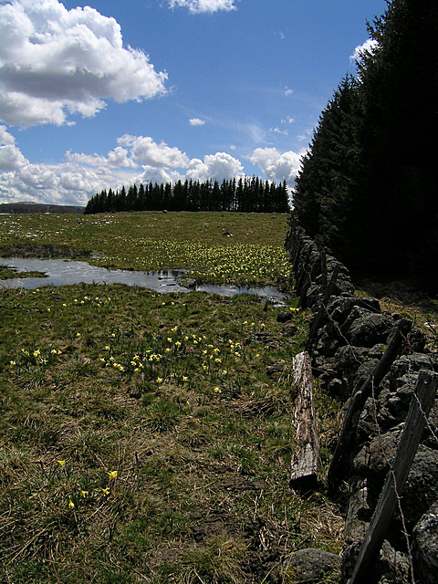 Aubrac