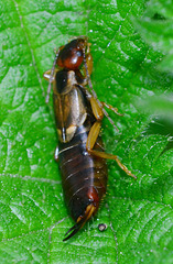 earwig