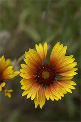 Blanket Flower