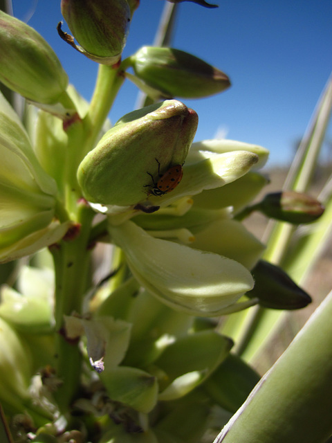 Yucca Flower with Ladybug (5835)