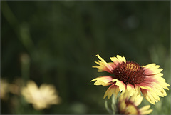 Blanket Flowers