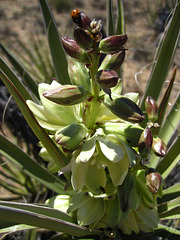 Yucca Flower (5834)