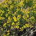 Yellow Flowering (5833)