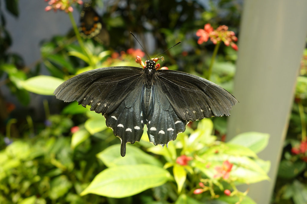 Blue and Black Butterfly