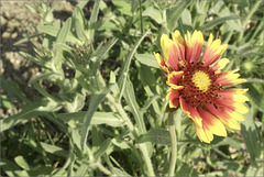 First Blanket Flower of the Year