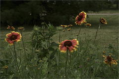 The Front Garden