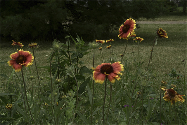 The Front Garden