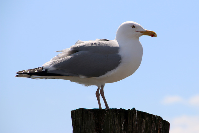 american herring gull