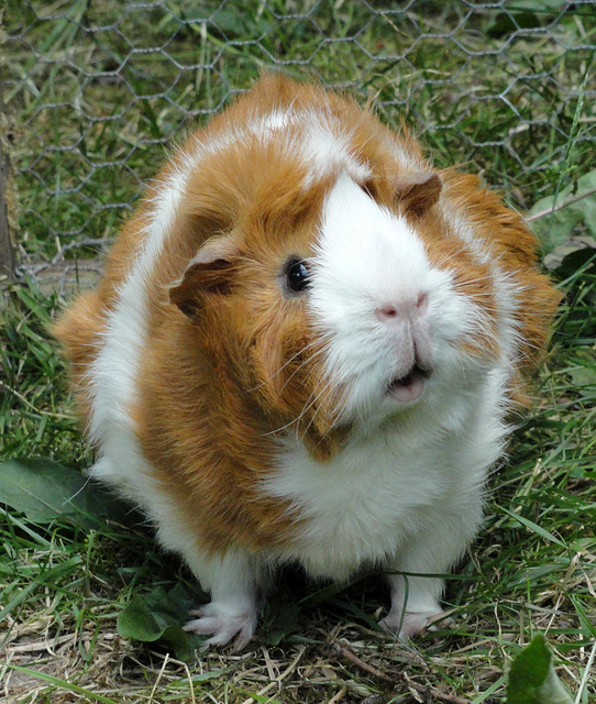 Squeak Guinea Pig