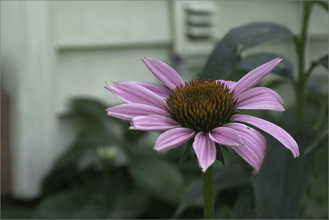 Coneflowers