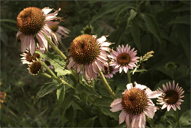Coneflowers
