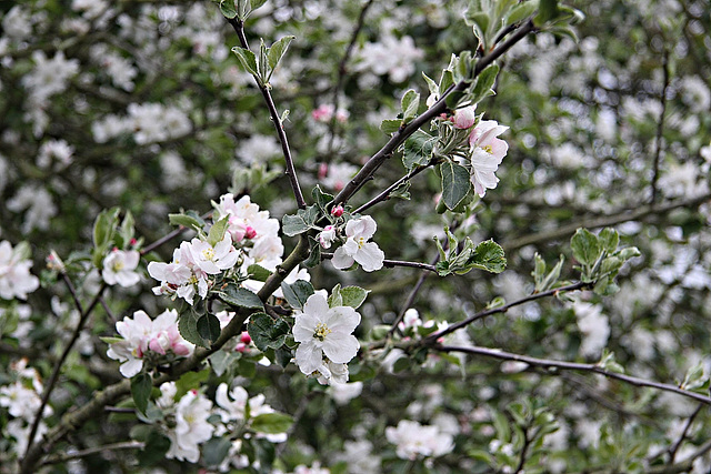 Fleurs de pomme