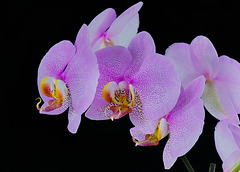 Orchids at home (b)
