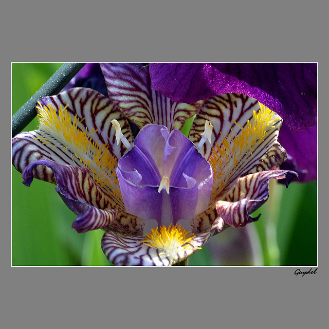 Iris 2014