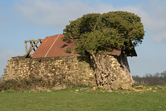 Vieille cabane du Bois-Thibault