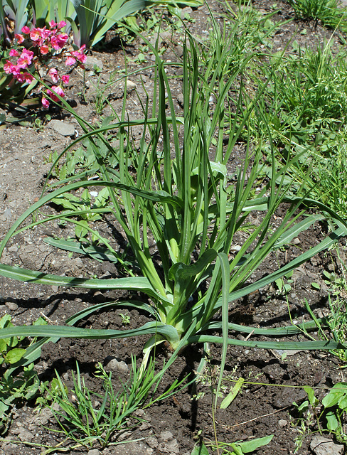 Scorsonère