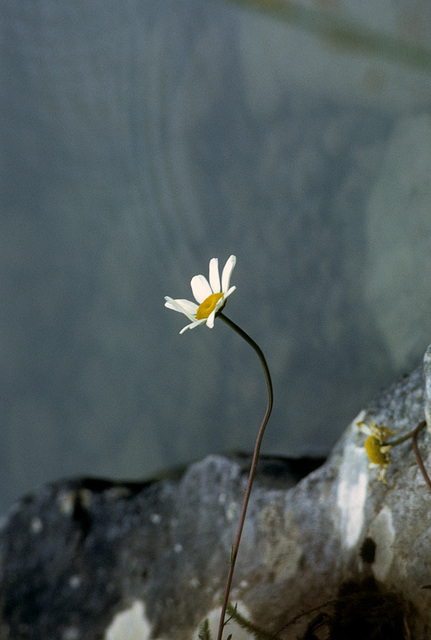 Canadian flora