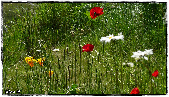 FLORALIES de NANTES