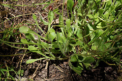 Bellis perennis (5)