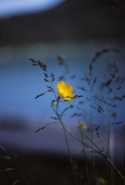 Canadian flora