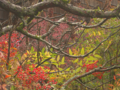 color branches