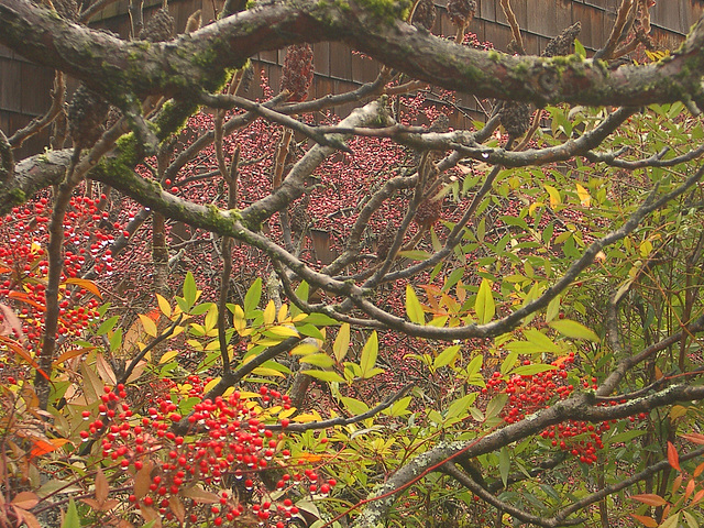 color branches