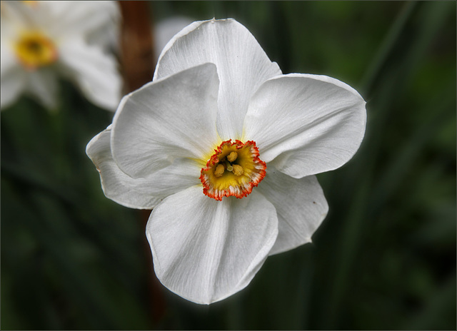 Poète du printemps