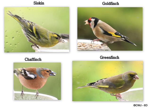 Four varieties of Finch in the courtyard