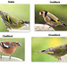 Four varieties of Finch in the courtyard