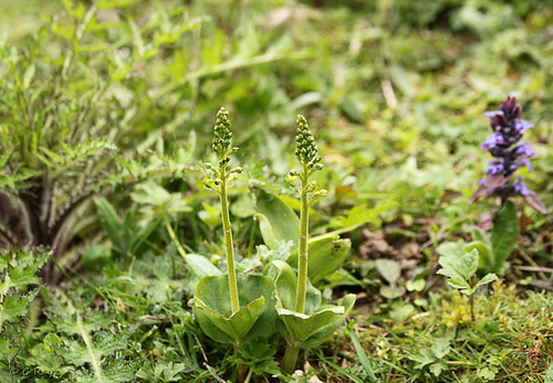 Common Twayblades @ Marline Valley NR