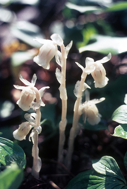 forest floor