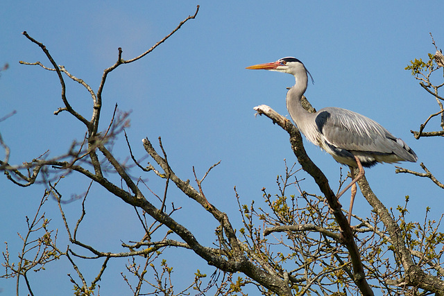 Heron - in a tree