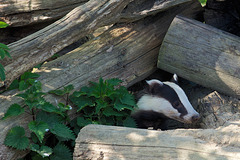Badger - in the wood pile