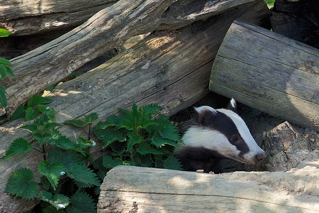 Badger - in the wood pile