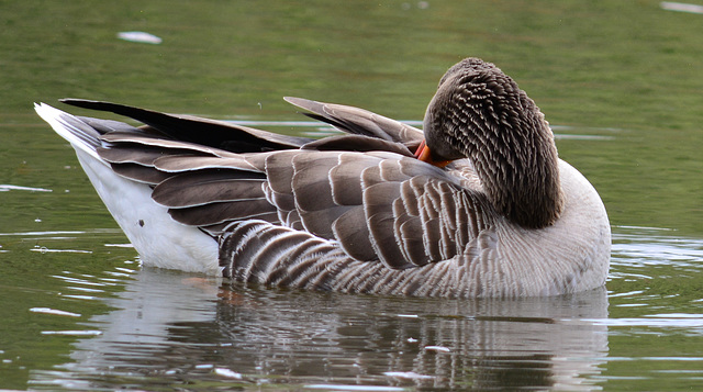 Greylag Goose, Anser fabalis