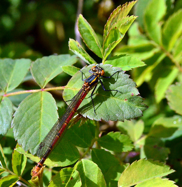 Large Red Damselfly (Pyrrhosoma nymphula) - Female