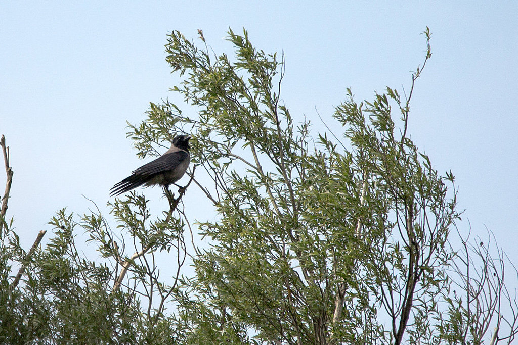 20140502 1957VRTw [D-HVL] Nebelkrähe (Corvus cornix)
