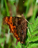 Comma, Polygonia c-album....the underside