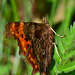 Comma, Polygonia c-album....the underside