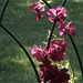 Rose Garden Trellis, with spider