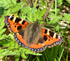 Small Tortoiseshell, Aglais urticae