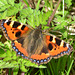 Small Tortoiseshell, Aglais urticae