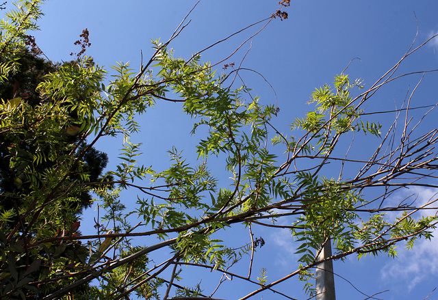 Sorbaria sorbifolia