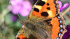 Small Tortoiseshell, Aglais urticae