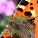 Small Tortoiseshell, Aglais urticae