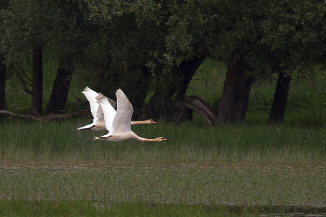 20140502 1890VRTw [D-HVL] Höckerschwan (Cygnus olar), Havelland