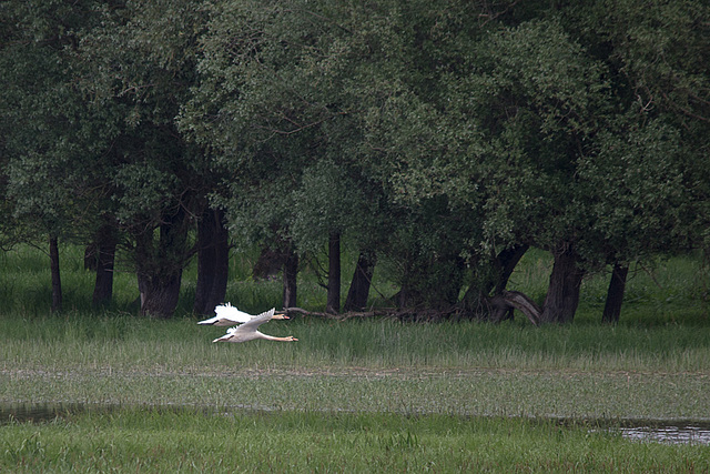 20140502 1889VRTw [D-HVL] Höckerschwan (Cygnus olar), Havelland